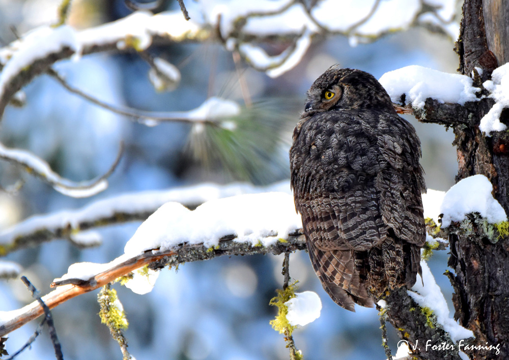 Ferry County, Washington State, U.S.A. Great Horned Owl of Ferry County