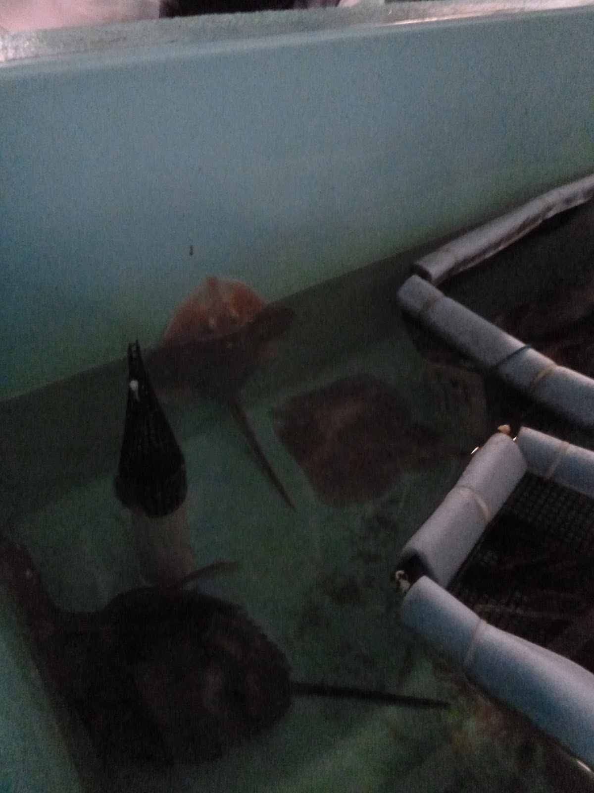 An Ocean Lover in Maine Disneyland for Marine Biologists (MBL's Marine