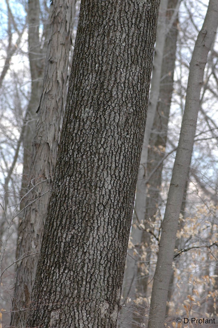 Field Biology in Southeastern Ohio Oaks of Ohio