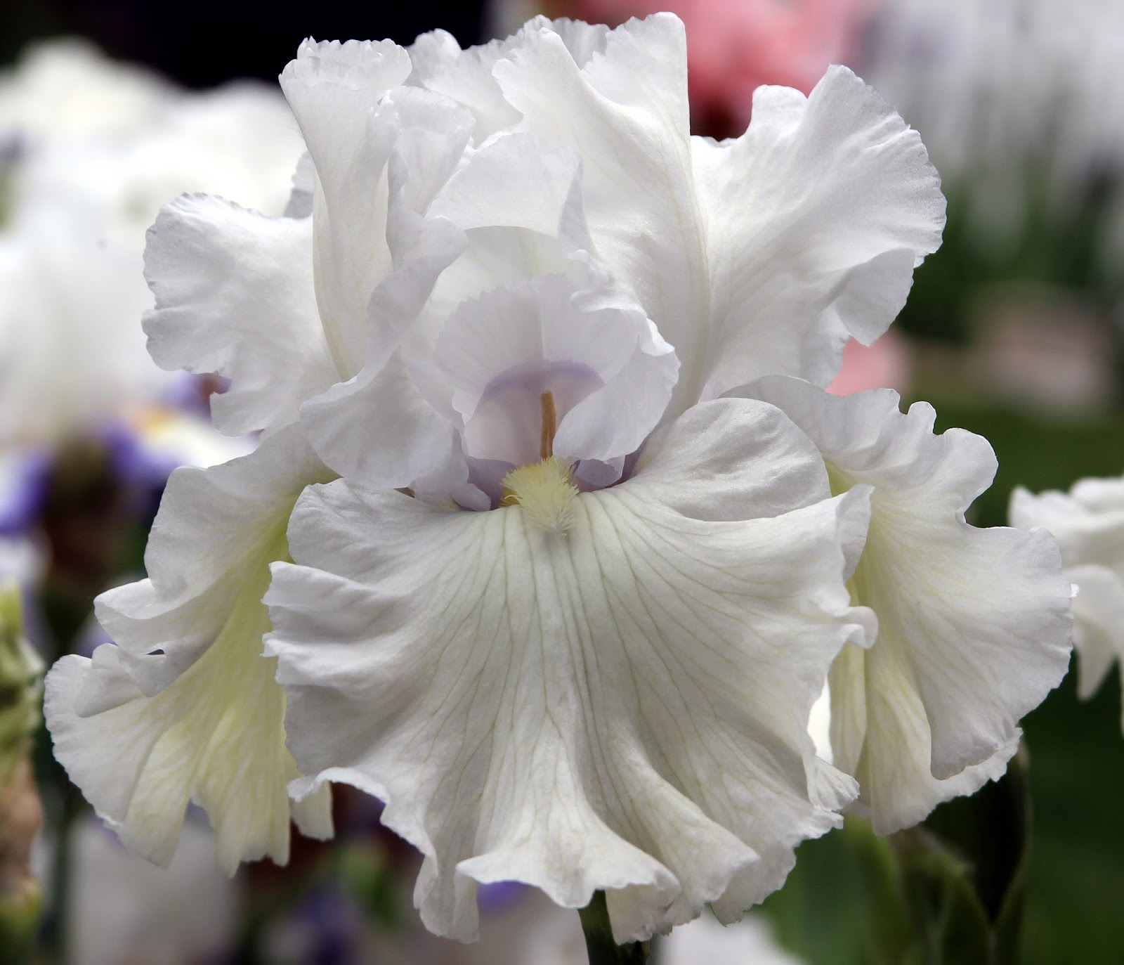 World of Irises "Talking Irises" WHITE TALL BEARDED IRISES "I'm