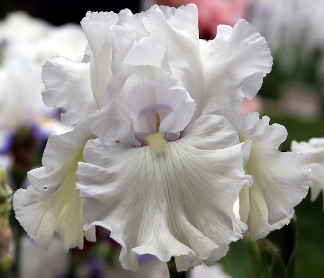 World of Irises "Talking Irises" WHITE TALL BEARDED IRISES "I'm