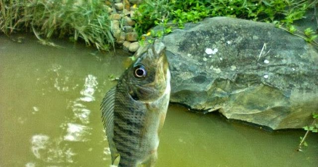 50 Angka jitu ikan mujair
