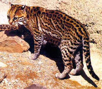 Jaguatirica (Leopardus pardalis)