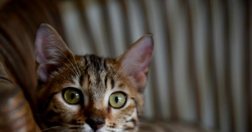 Kucing Bengal Non Ped - Flauschige Katzen