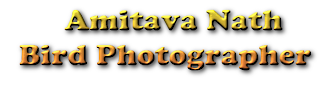 Amitava Nath | Bird Photographer