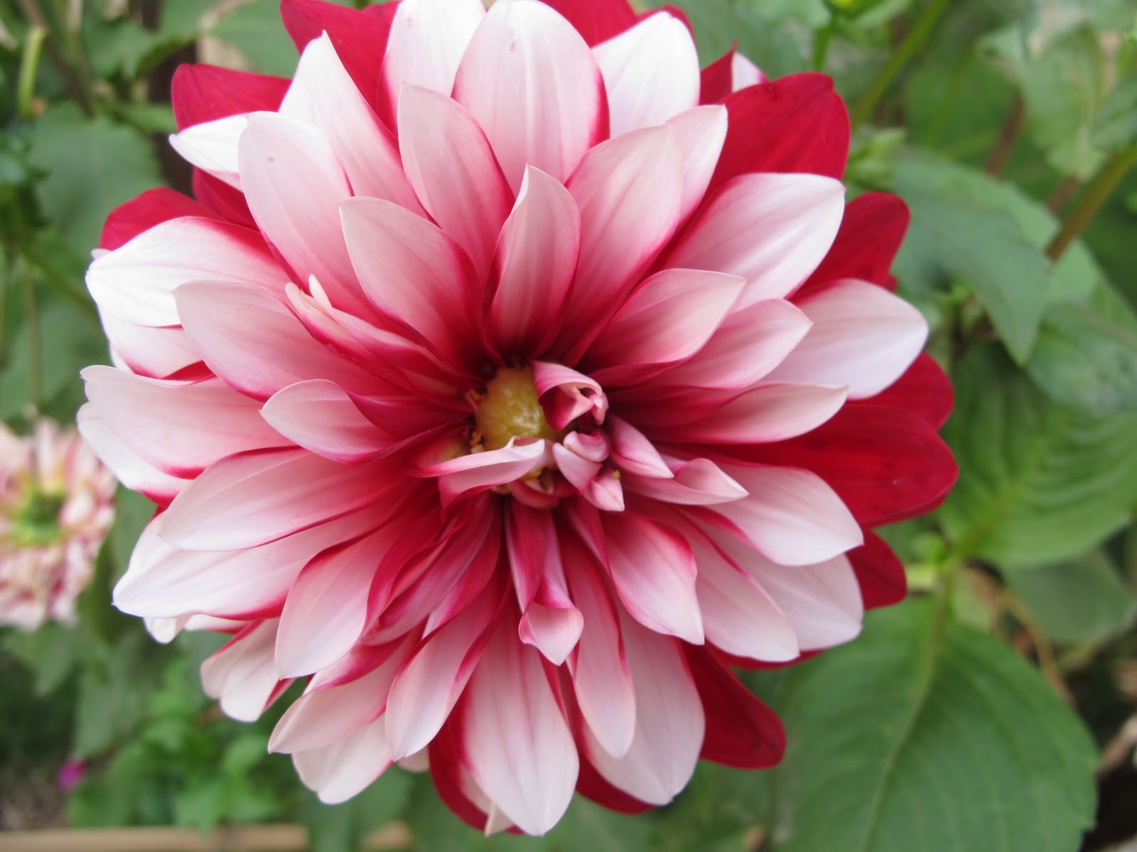 Flowers In Nepal This Battered Suitcase