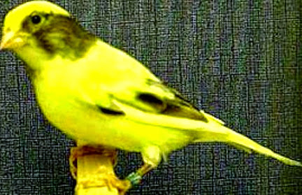 kenari american singer kuning kenari american singer kuning