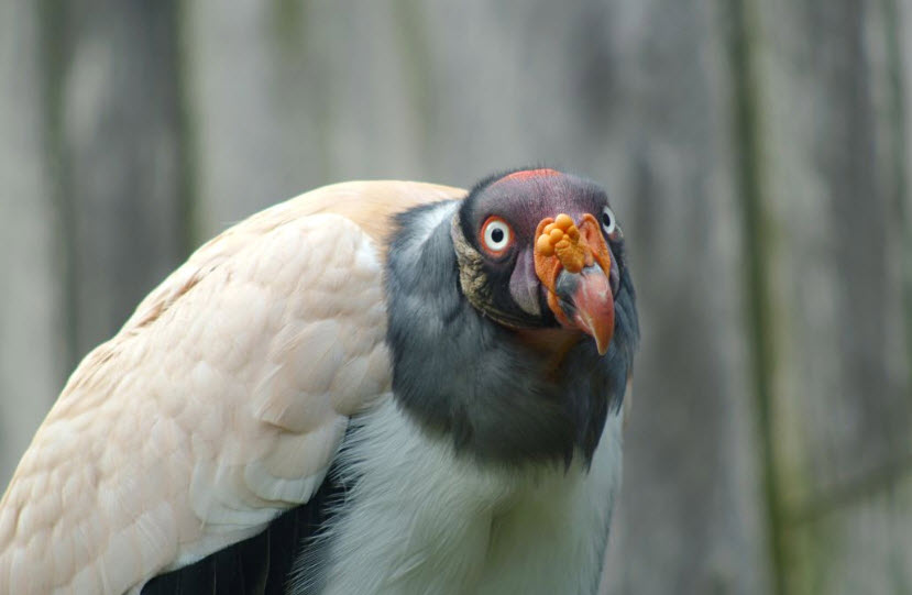 King Vulture The Biggest Animals Kingdom