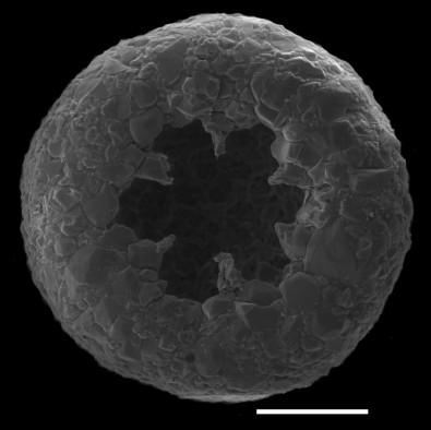 Amoebae diversified at least 750 million years ago, far earlier than expected