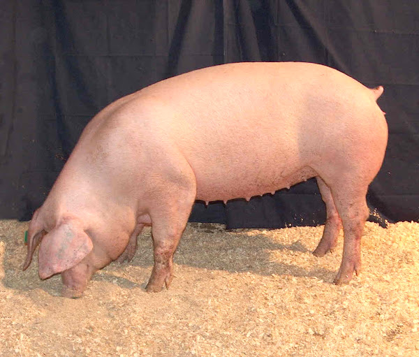 lacombe pig, about lacombe pig, lacombe pigs, lacombe pig breed, lacombe pig breed info, lacombe pig breed facts, lacombe pig behavior, lacombe pig care, caring lacombe pig, lacombe pig color, lacombe pig characteristics, lacombe pig facts, lacombe pig history, lacombe pig info, lacombe pig images, lacombe pig origin, lacombe pig photos, lacombe pig pictures, lacombe pig rarity, raising lacombe pig, lacombe pig rearing, lacombe pig size, lacombe pig temperament, lacombe pig weight