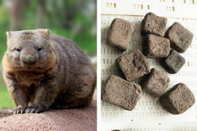 wombat wombats bashny shape centimeters eight