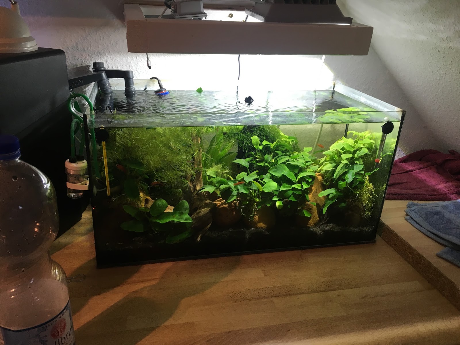 Meine Aquarien: Mein 54 Liter Becken ohne Algen (Abgebaut)