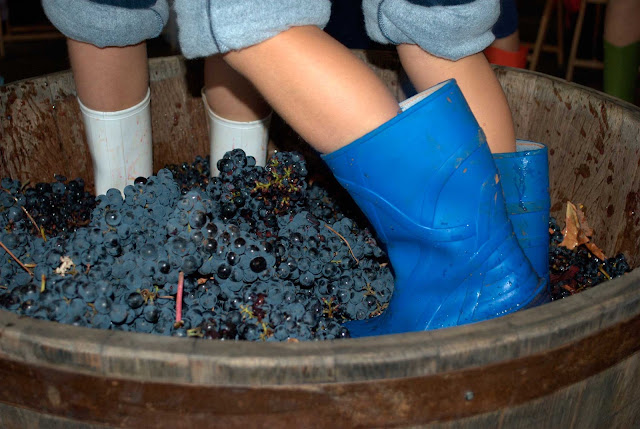 wine harvest festival autumn fall leaves grapes wine harvest festival autumn fall leaves grapes