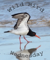 http://paying-ready-attention-gallery.blogspot.com/2015/07/wild-bird-wednesday-155-robin.html