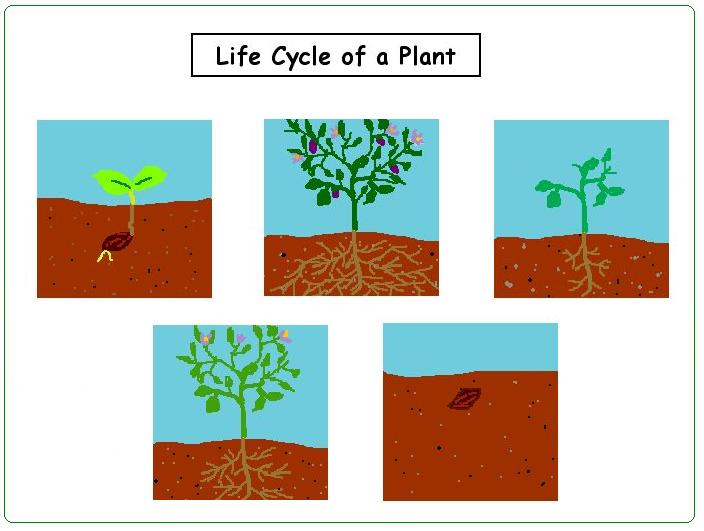 Plant cycle. Plant Lifecycle. Plants Live Cycle. Plant Life Cycle Worksheets Tomato.