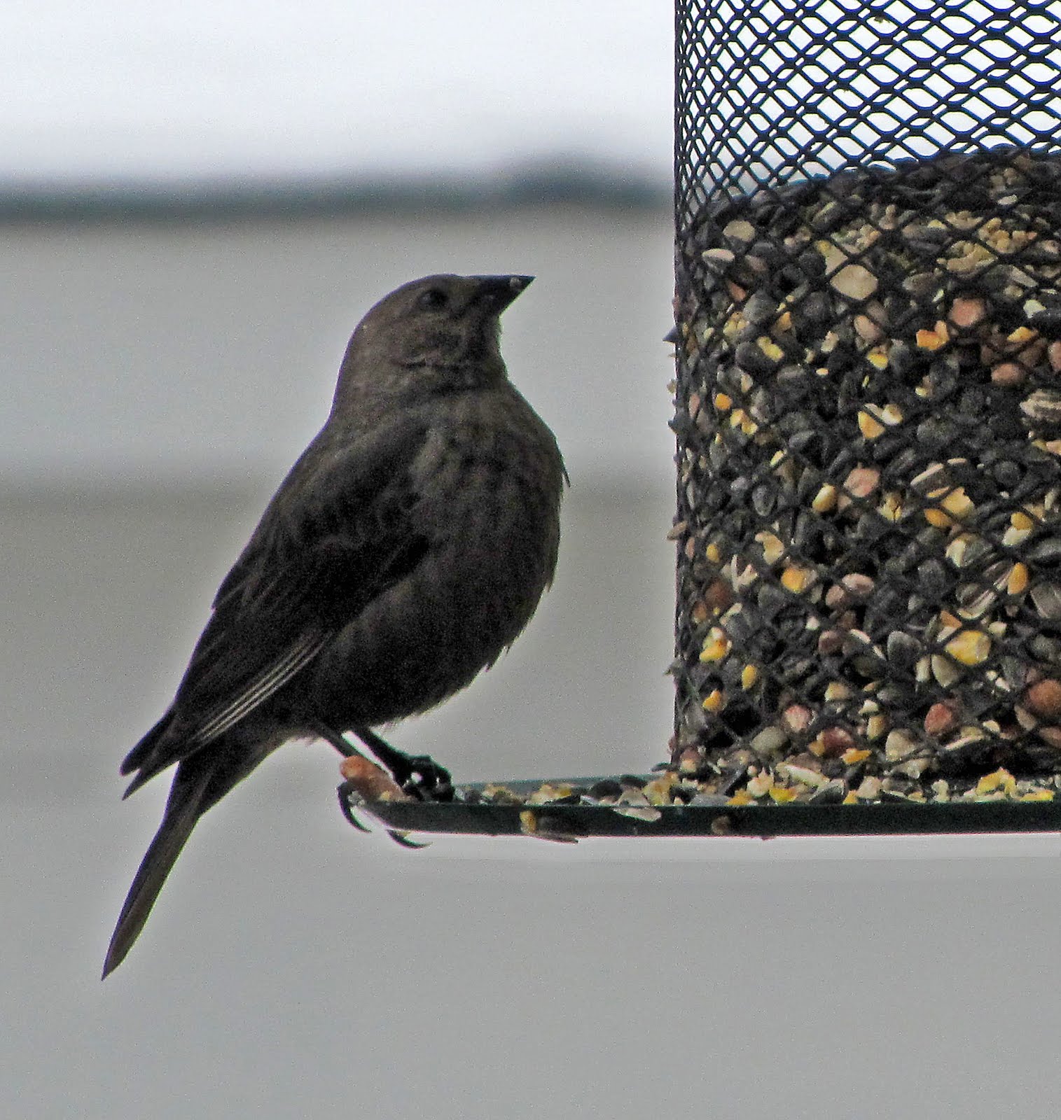 BLissedOut Grandma New visitors to the bird feeders