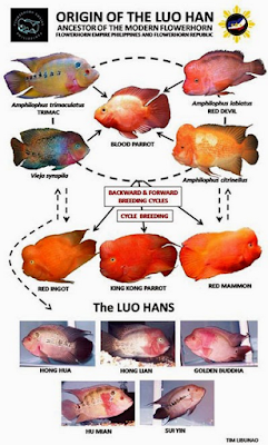 Sejarah singkat, asal negara ikan louhan Sejarah singkat, asal negara ikan louhan