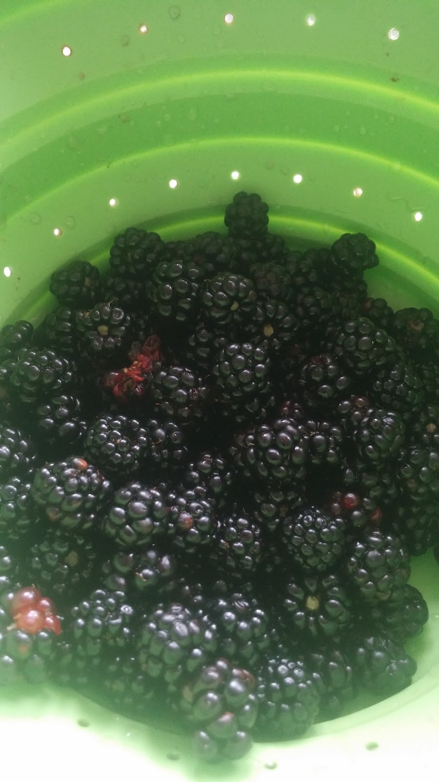 Paleo/Ketogenic Blackberry, Coconut and Almond Cake Recipe Blackberries