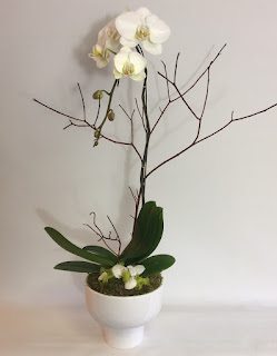 White phalaenopsis orchid plant