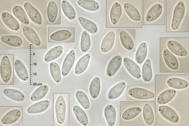 Ciborinia camelliae