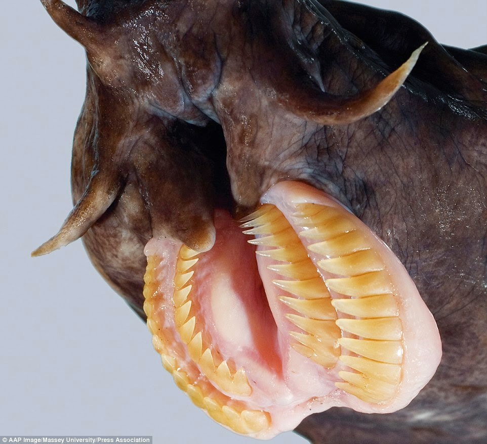 يشبه ثعبان البحر وهو مهدد بالإنقراض