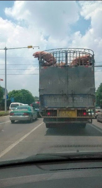 El cerdito valiente escapa de la muerte