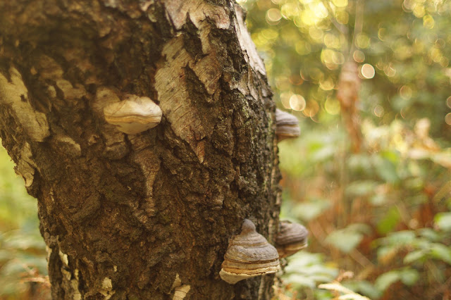 autumn oak tree woodland fungi story