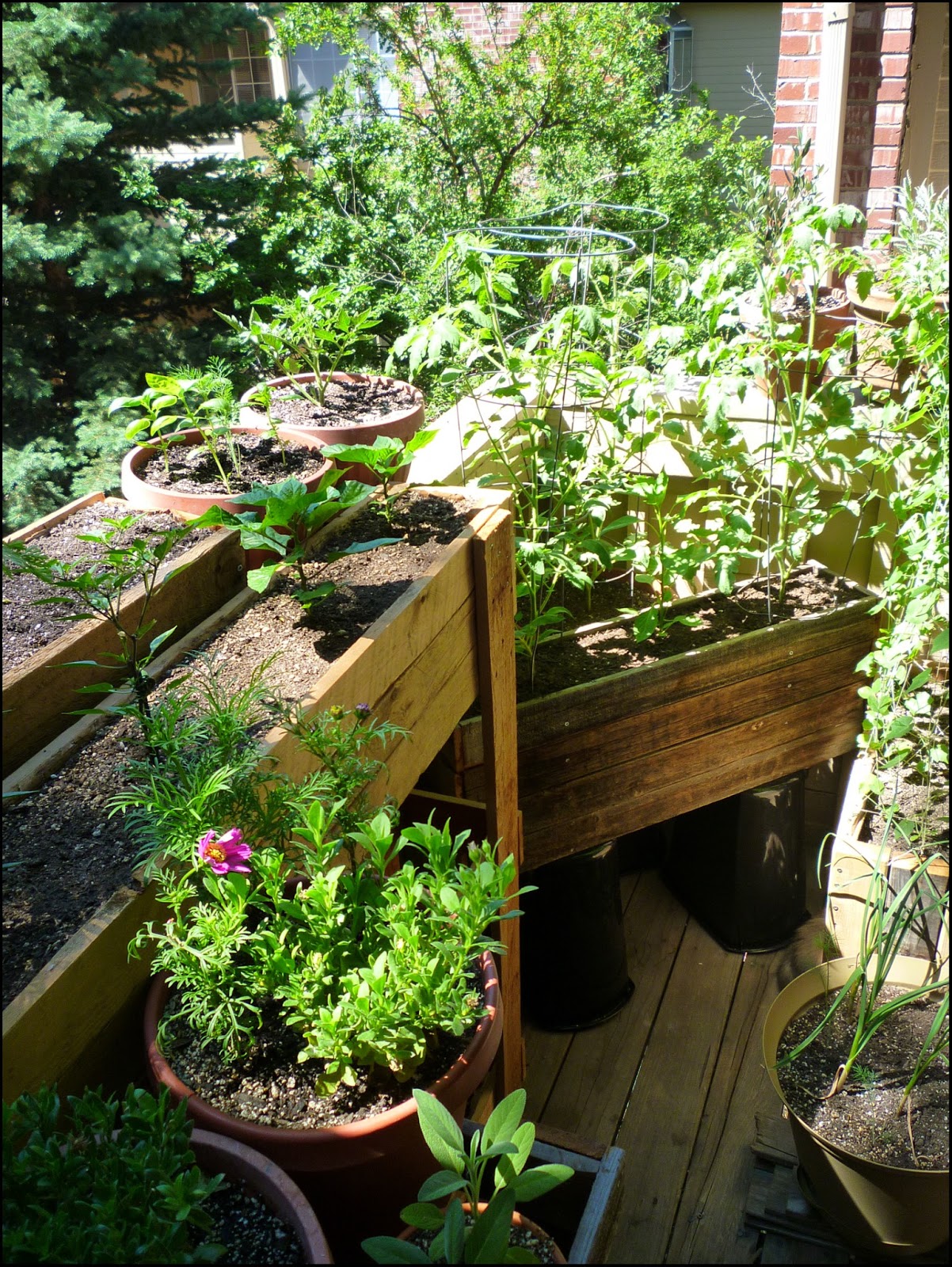 Patio of Pots: Garden Update #12
