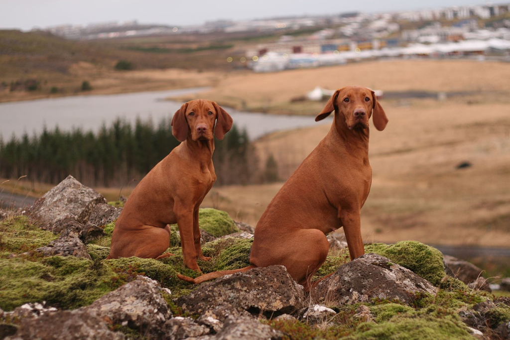 Such Good Dogs Breed of the MonthVizsla