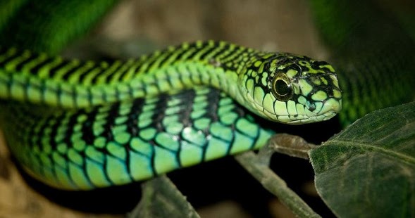 99 Arti Mimpi Bertemu Ular Berdasarkan Islam Dan Primbon Jawa - Arti Mimpi  Bertemu