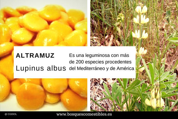 Lupinus albus o altramuz dulce