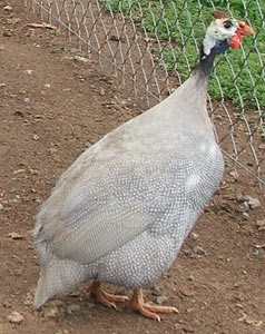 Ayam Mutiara Silver