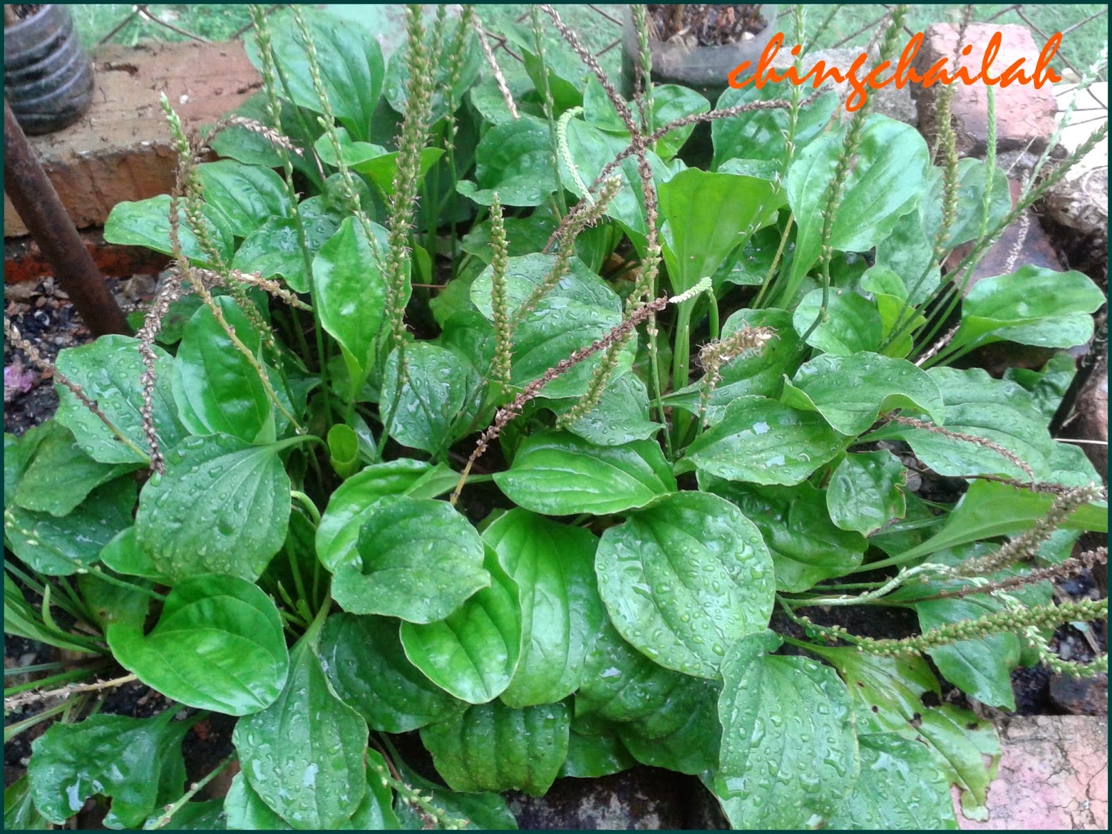 Simple Living In Nancy HERB PLANTAGO MAJOR OR COMMON