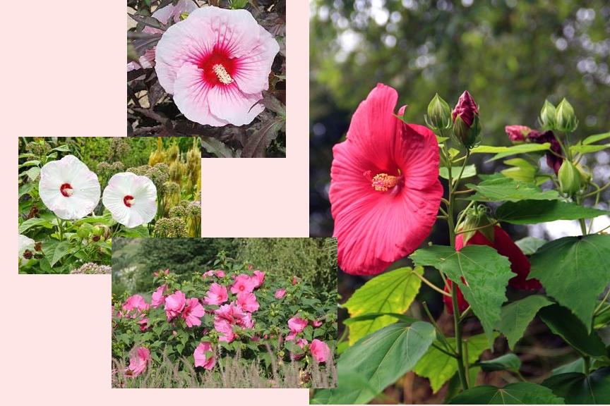 Gardener Cold Hardy Hibiscus a Colorful Addition to