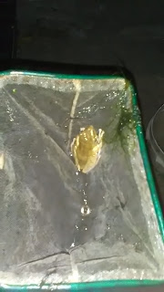 Cara Merawat Burayak Ikan Cupang Agar Tidak Mati Mulai Dari Telur Hingga Siap Jual Cara Merawat Burayak Ikan Cupang Agar Tidak Mati Mulai Dari Telur Hingga Siap Jual Dan Juga Dari Hama