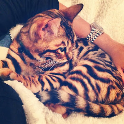 Toyger Tiger Cat behaviour