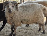 3 jenis domba penghasil susu atau domba perah yang terdapat dibeberapa negara