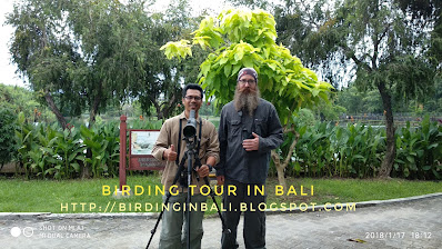 Birding at pulau Serangan Bali