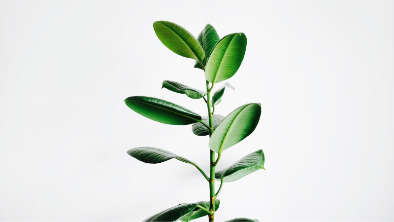 観葉植物を上手に育てるコツと育てやすい観葉植物。何度も枯らした僕が身を持って知りました