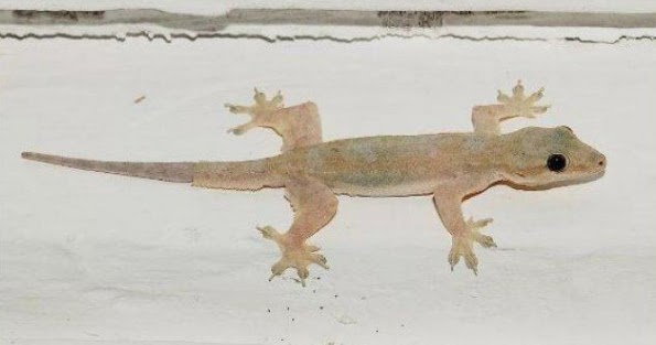 66 Arti Kejatuhan Cicak Di Kaki Kanan Menurut Primbon Dan Islam - Kejatuhan  Cicak Kecil