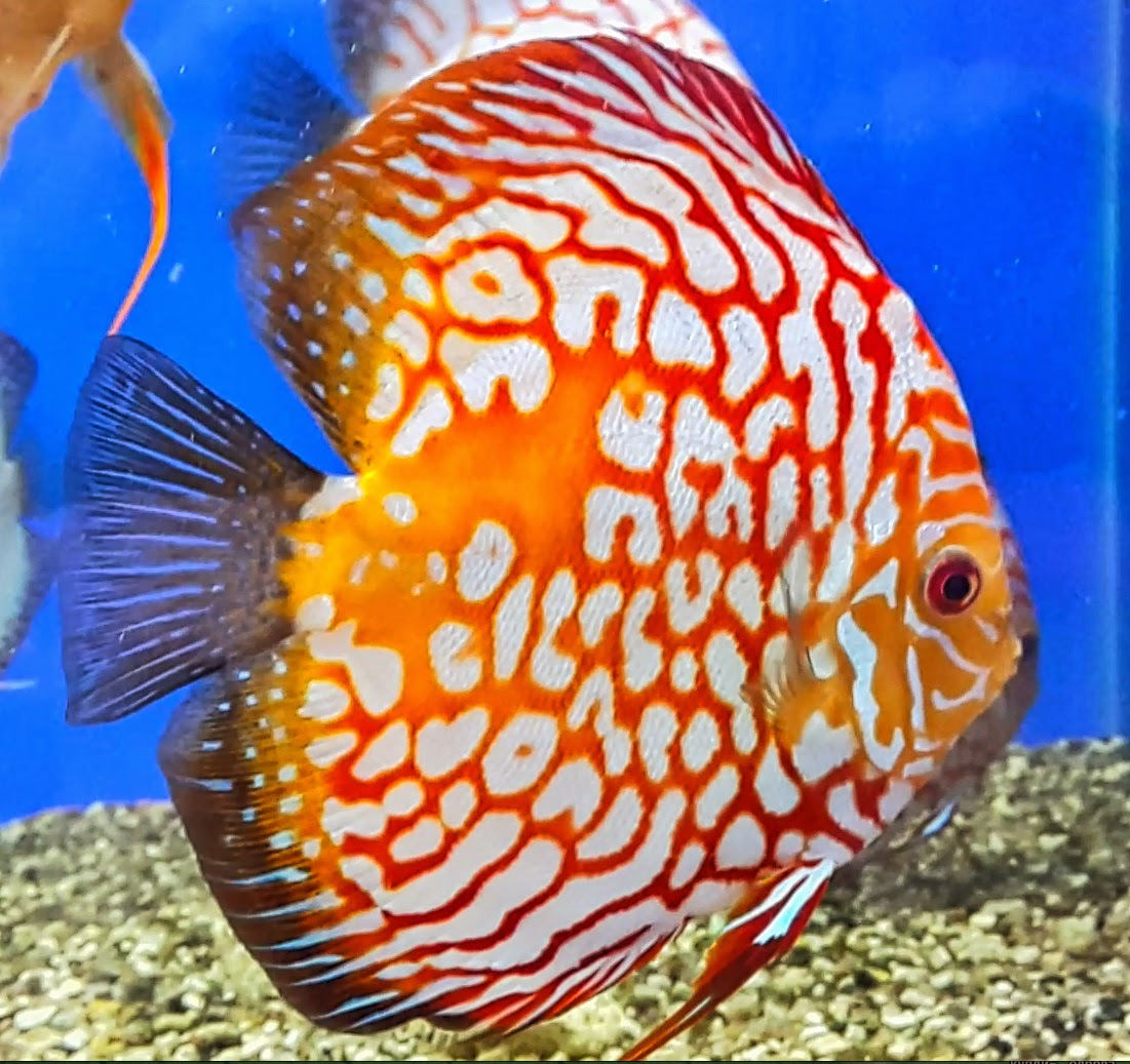красивый аквариум с золотыми рыбками. Symphysodon discus. лялиус тигровый. аквариумные рыбки в гомеле. гексамитоз у дискусов.