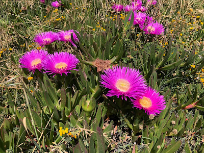 Carpobrotus acinaciformis Carpobrotus acinaciformis
