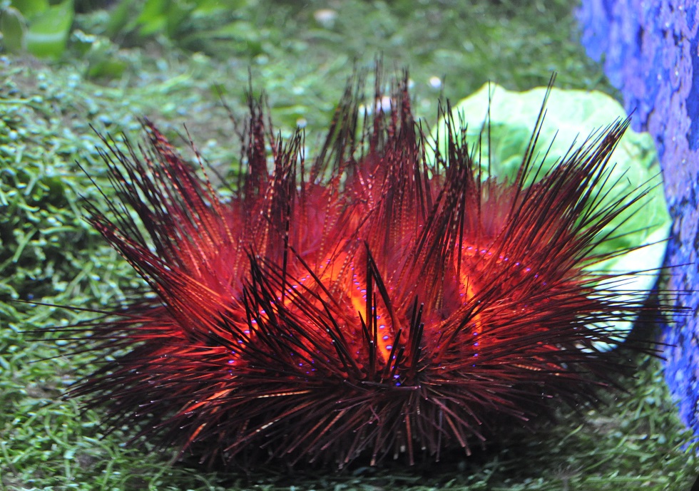 ZOOTOGRAFIANDO (6.096 ANIMALS) FALSO ERIZO DE FUEGO (Astropyga radiata)