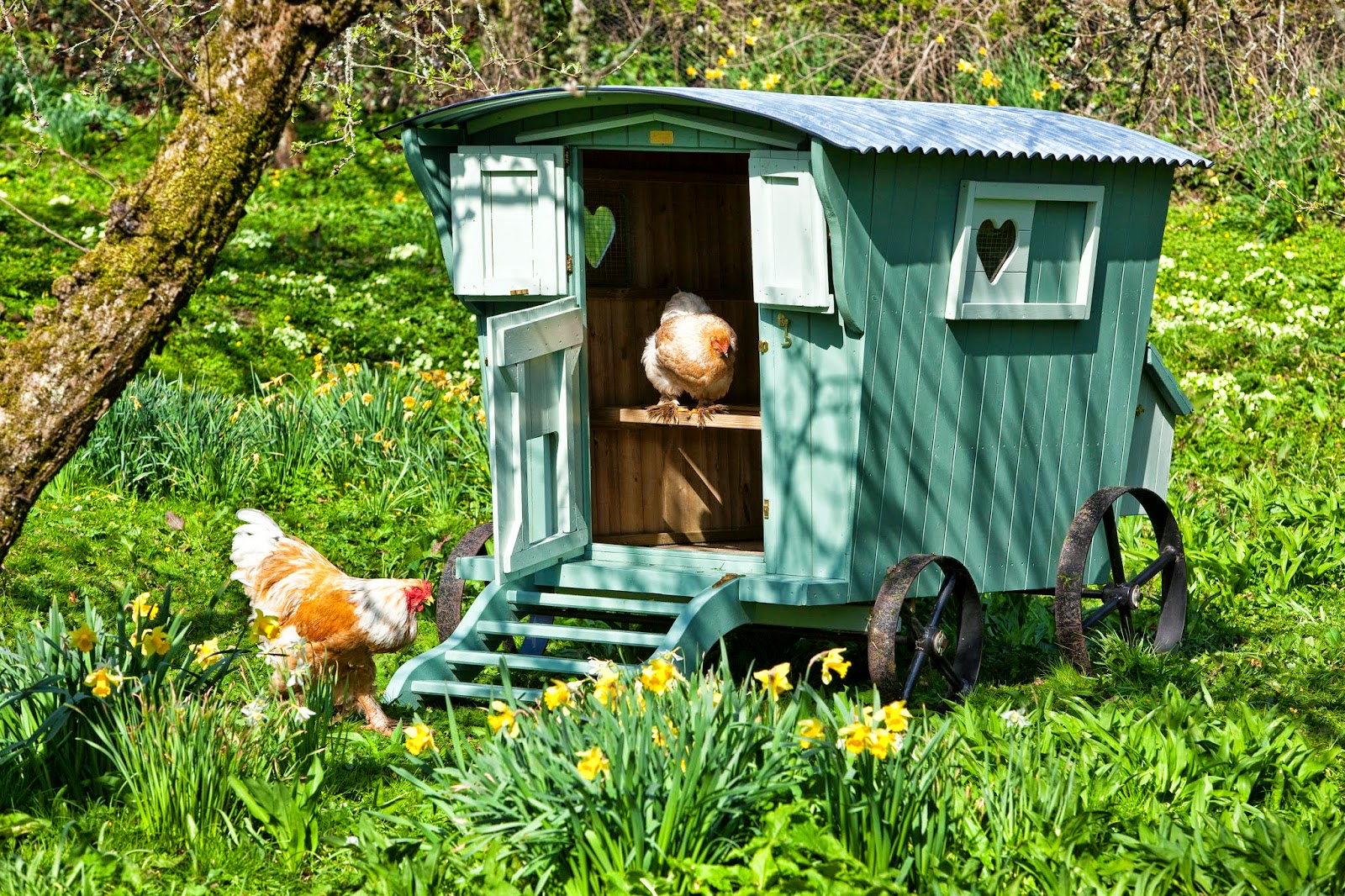 Flyte So Fancy: Mobile Chicken Coops