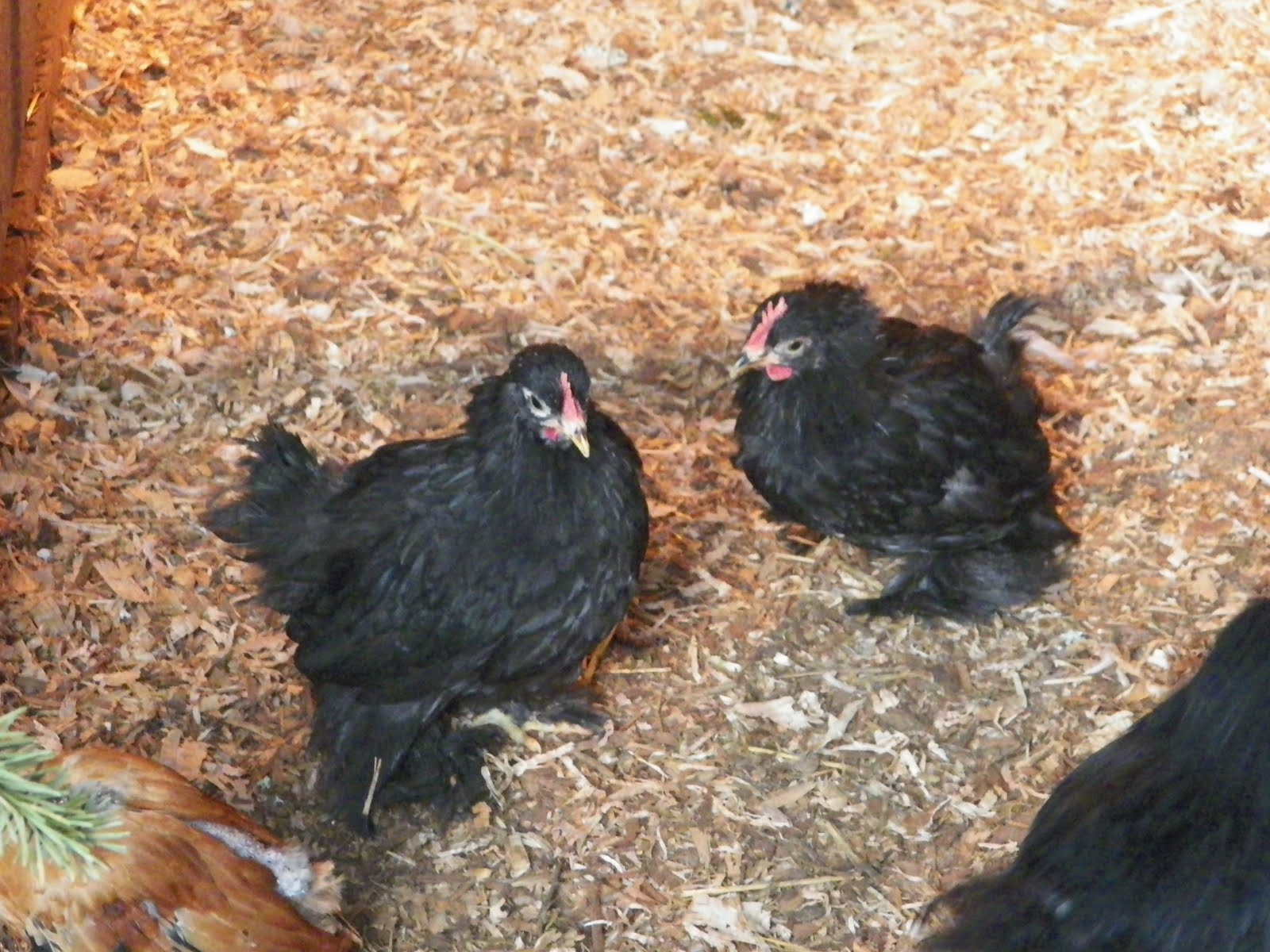 Just Chickens...: Bantam Chicks Growing Quickly