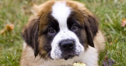 Cute puppy and dog: Top 5 Most Beautiful Dog Breeds