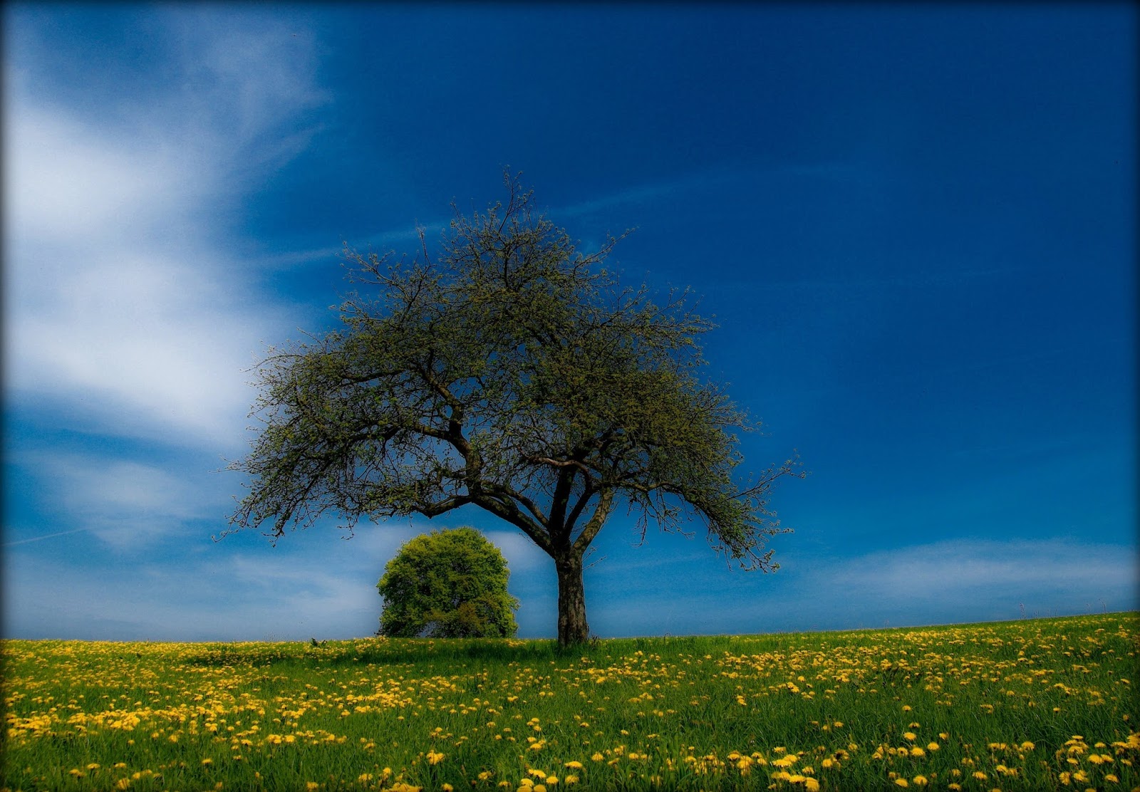 Unique Wallpaper 24 fotografías de paisajes naturales del bosque