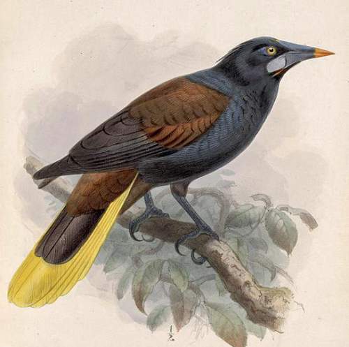 Bird World - Image of Black oropendola - Psarocolius guatimozinus