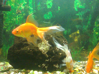 gold fish tank