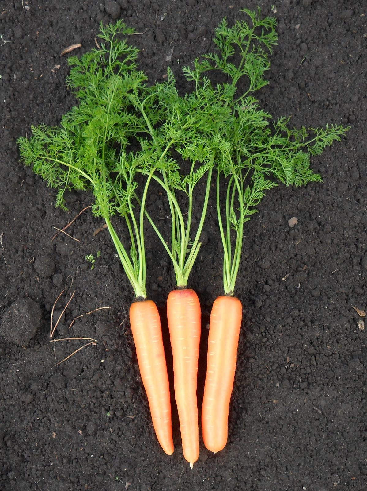 Как растет морковь. Морковь. Морковка растет. Морковь на грядке. Морковь растет на грядке.
